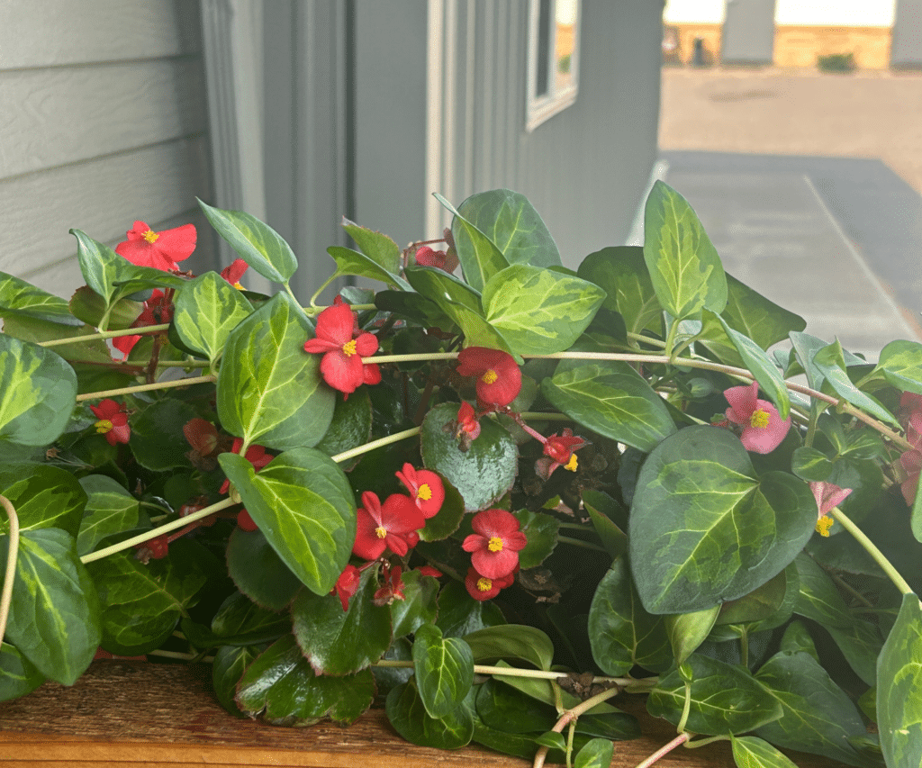 Home Vibrant red begonia flowers nestled among dense green foliage and cascading vines in a rustic wooden planter box.