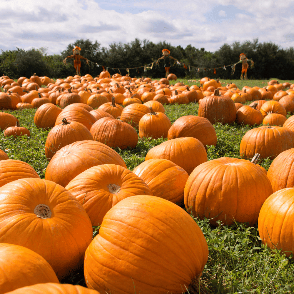 Pumpkin Patches Pumpkin Patches