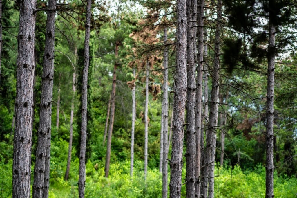 A dense pine forest with tall tree trunks and vibrant green foliage underbrush.